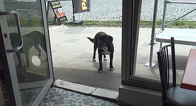 Sinop'ta esnafın maskotu haline gelen 'pati' kuryelerle paket servisine çıkıyor