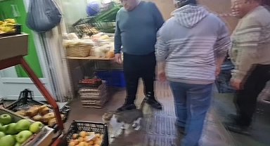 Sinop'ta yavruları ölen anne kedi, terk edilen 4 yavruyu sahiplendi