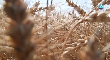 Söke Belediyesi'nin ürettiği buğdaylar hasat edildi