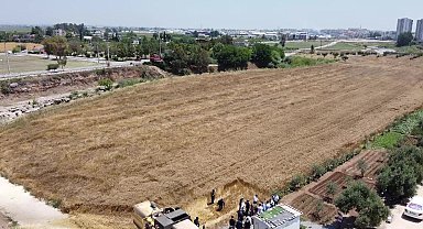 Tarsus Belediyesi'nin Ata ve yerli tohumdan ürettiği buğdaylar hasat edildi