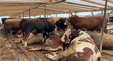 Trabzon'a kurbanlık satmak için gelen Ağrılı besici: "Geçen seneye göre fiyatlar bu yıl 3 kat daha fazla"