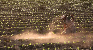 TÜİK: Tarım ürünleri üretici fiyat endeksi mayıs ayında bir önceki yıla göre yüzde 50,79 arttı