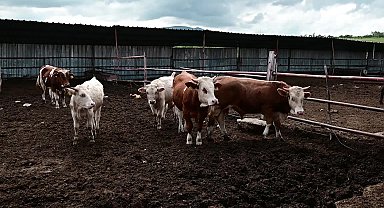 Yozgat'ta canlı hayvan pazarları kapalı olmasına rağmen kurban satışları başladı