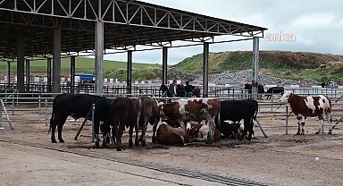 Yozgat'ta canlı hayvan pazarları yeniden açıldı, kurbanlıklar pazarlarda satılmaya başlandı