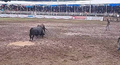 42. Artvin Kafkasör Boğa Güreşleri Festivali yağmura rağmen yapıldı