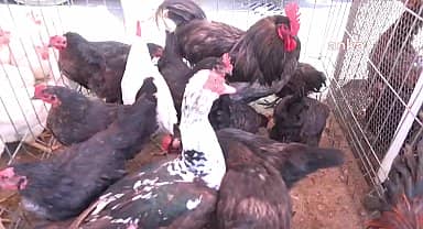 Aksaray'da canlı tavuk satışının çocuk parkının yanında yapılmasından şikayetçi olan esnaf: "Hastalık bulaşabilir"