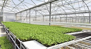 Ankara Büyükşehir Belediyesi'nin Beypazarı seralarında üretim sürüyor 