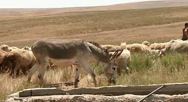 Ankara Büyükşehir'in kırsal bölgelerde sıvat desteği sürüyor