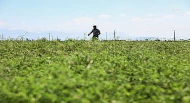 Antalya Büyükşehir'den Aksu'daki meralarda iyileştirme çalışması