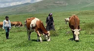 Ardahan Ziraat Odası Başkanı Sural: "Şap nedeniyle ölen hayvanlar için tazminat ödensin"