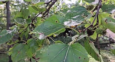 Artvin'de Haziran ayının yağışlı geçmesi dut ağaçlarında hastalığa yol açtı, pekmez üretimi yarı yarıya düştü