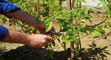 Atatohum'da tohumlar geleceğe taşınıyor 