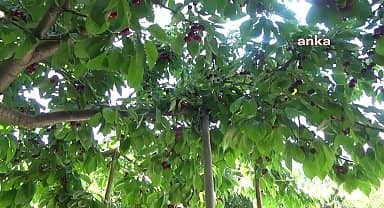 Avrupa'ya ihraç edilen andırın kirazı dalında kaldı, kiraz üreticileri ağaçlarını kesiyor