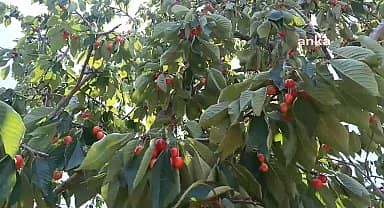  Aydın Karacasu Köylüleri, bilirkişi heyetinin keşfe çıktığı yaylada, RES'E tepki gösterdi: "Bu yaylalar giderse köy biter, hayat biter"