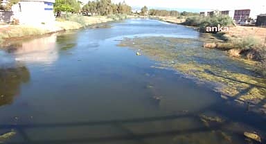 Balıkesir Burhaniye'de dereler kirlendi, toplu balık ölümleri başladı