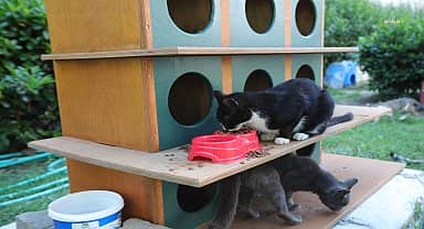 Bayraklı'da can dostlar için 'Bir Kap Su' kampanyası