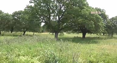 Bergama Halkı GES Projesi nedeniyle palamut ağaçlarının kesilmesine karşı çıktı: "Atalarımızdan miras kaldı, torunlarımıza nasıl bırakacağız?"
