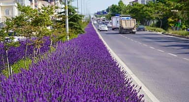 Bilecik'te orta refüjleri süsleyen lavantalardan bu yıl da sabun, kolonya, mum ve oda parfümü üretilecek