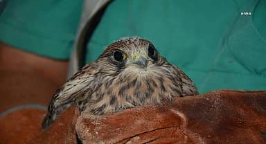 Bitkin halde bulunan kerkenez, Tarsus Doğa Parkı'nda koruma altına alındı