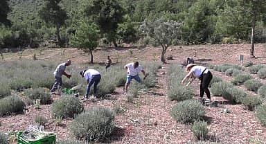 Bodrum'da lavanta hasadı başladı