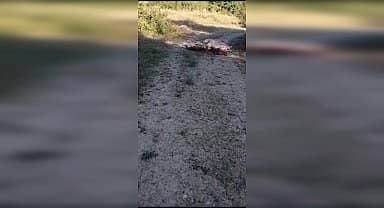 Bolu'da 6 köpek zehirlenerek öldürüldü