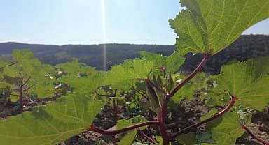 Bornova Kınalı Bamyası'nın hasadı başladı