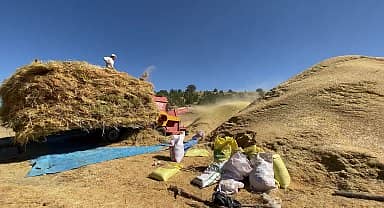 Bu yıl yağışların iyi olması, Yozgat'ta mercimek verimini yüzde 30 artırdı