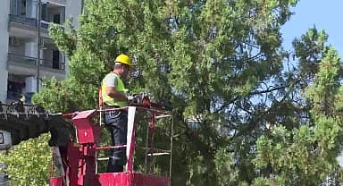 Buca Metrosu'nda istasyon inşaatları öncesinde ağaçlar geçici olarak taşınıyor