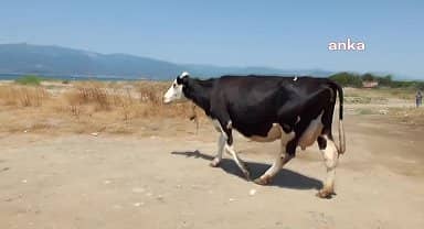 Burhaniye'de sıcaklardan bunalan inekler, denize girerek serinliyor