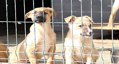 Çankaya Belediyesi, yılın ilk 6 ayında 13 bin 467 sokak hayvanını tedavi etti