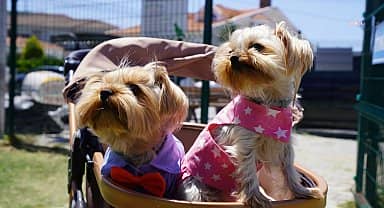 Çeşmeli can dostlar Fest Pati'de buluştu