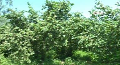 Düzceli fındık üreticilerinden Botaş'a çağrı: "Fındığımızı toplayalım sonra boru hattı döşeyin"