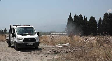 Edremit'te Sinekle Mücadele Çalışmaları Sürüyor