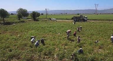 Efeler Belediyesi'nin ürettiği domatesler hasat ediliyor