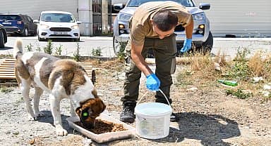 Esenyurt Belediyesi, aşırı sıcakta da patili dostları unutmuyor