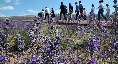 Fransa'da yaşayan gurbetçi, çocukluk hayalini Yozgat'ta gerçeğe dönüştürerek lavanta yetiştiriyor
