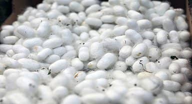 İpekböcekçiliği Menteşe'de kadın üreticilerin ellerinde yeniden canlandı