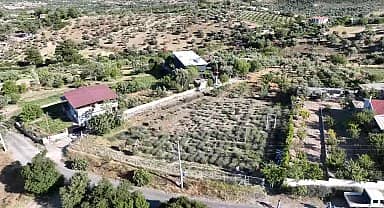 İzmir'de imece usulü lavanta hasadı