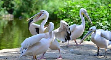 İzmir Doğal Yaşam Parkı, göçmen kuşlara ev sahipliği yapıyor