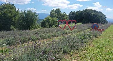 İzmit Belediyesi'nin Karaabdülbaki lavanta bahçesi bugün ziyarete açılıyor