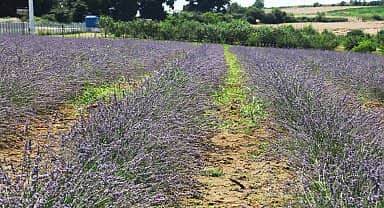 İzmit Belediyesi'nin 'Lavanta Şenlikleri' 16 Temmuz'da başlıyor