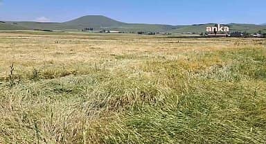 Kars'ta çiftçilerin ürünleri sel ve dolu yağışı nedeniyle zarar gördü: "Tarlalarımız öldü gitti"