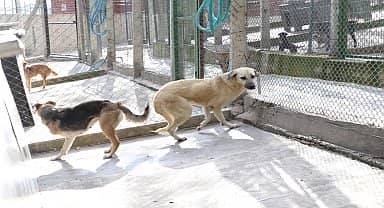 Karşıyaka'nın ampute köpekleri emin ellerde