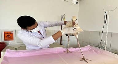 Kumluca Belediyesi, hasta halde bulunan yavru leyleği koruma altına aldı 