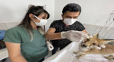 Kumluca Belediyesi sıcaktan etkilenen tilkiyi kurtardı