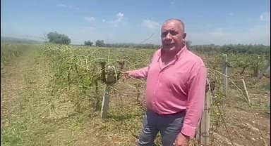 Manisa Salihli'de Etkili Olan Dolu Yağışı Tarım Arazilerinde Zarara Yol Açtı