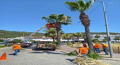 Marmaris'te palmiyeler bakıma alındı