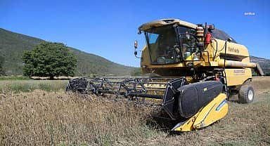 Menteşe'de hasat zamanı