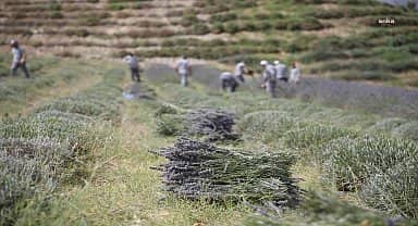 Merkezefendi'de lavanta hasadı başladı