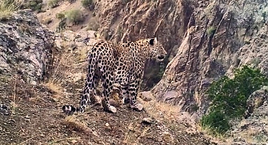 Milli Parklar, Anadolu Parsı'nı avlayanlara verilecek cezayı 